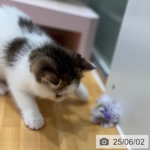 エキゾチックの写真
