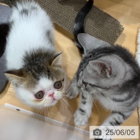 エキゾチックの写真