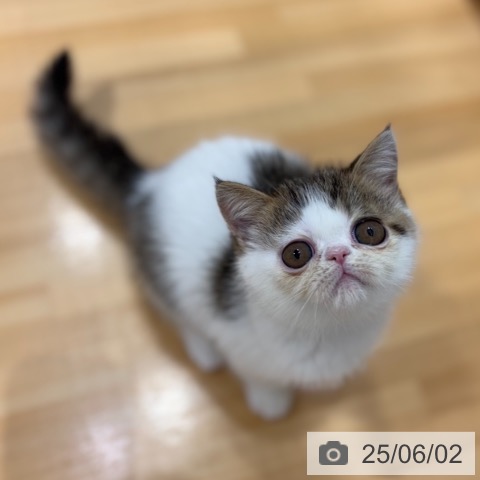 エキゾチックの写真