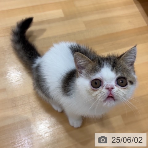エキゾチックの写真