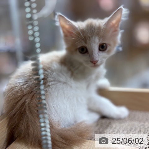 ノルウェージャンフォレストキャットの写真