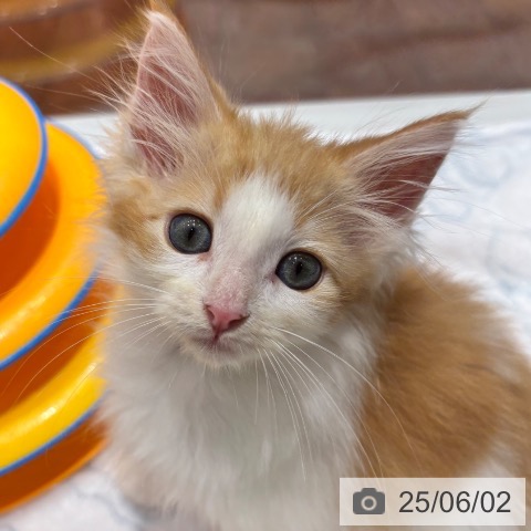 ノルウェージャンフォレストキャットの写真