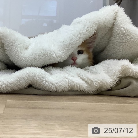 ノルウェージャンフォレストキャットの写真