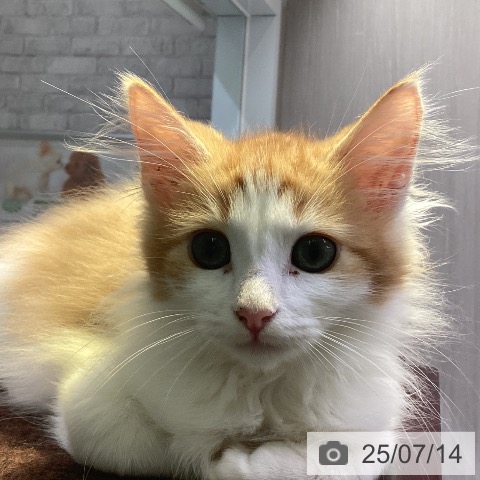 ノルウェージャンフォレストキャットの写真