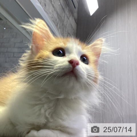 ノルウェージャンフォレストキャットの写真