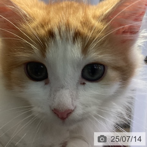 ノルウェージャンフォレストキャットの写真