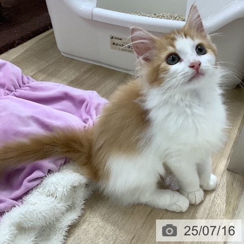ノルウェージャンフォレストキャットの写真