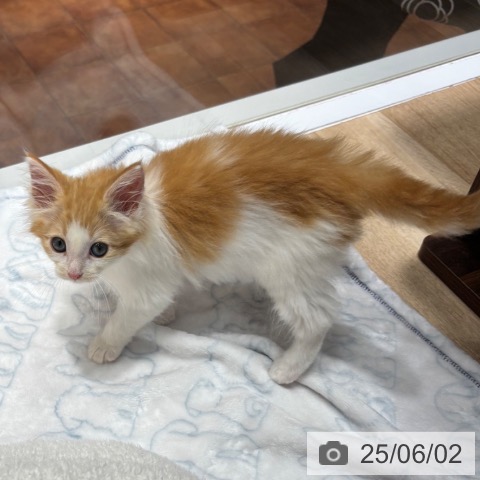 ノルウェージャンフォレストキャットの写真