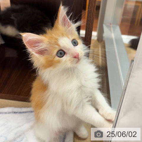 ノルウェージャンフォレストキャットの写真