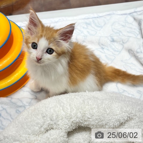 ノルウェージャンフォレストキャットの写真