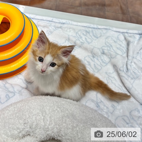 ノルウェージャンフォレストキャットの写真
