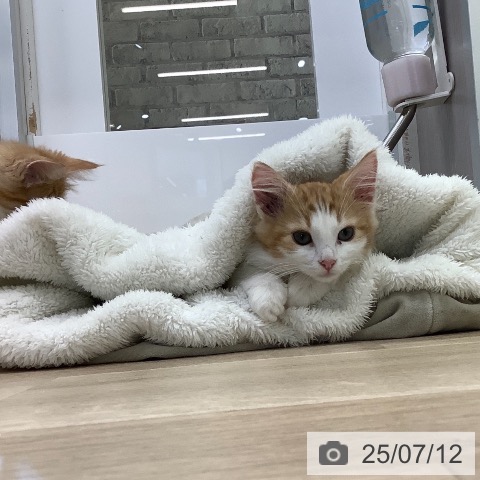 ノルウェージャンフォレストキャットの写真