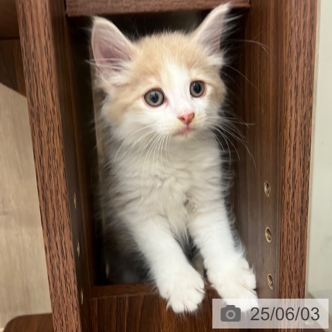 ノルウェージャンフォレストキャットの写真