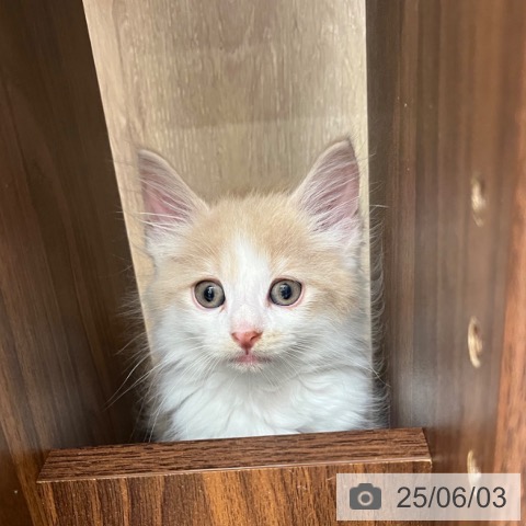 ノルウェージャンフォレストキャットの写真