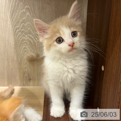 ノルウェージャンフォレストキャットの写真
