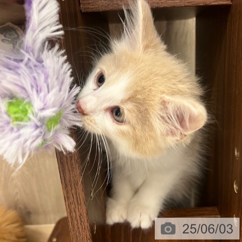 ノルウェージャンフォレストキャットの写真