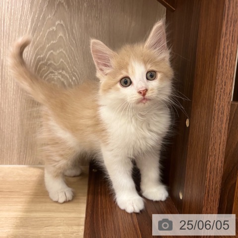 ノルウェージャンフォレストキャットの写真