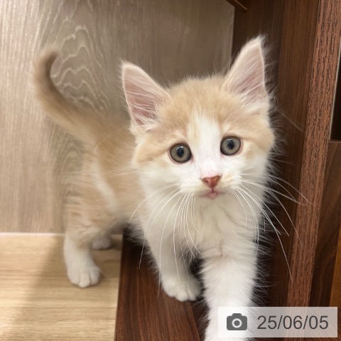 ノルウェージャンフォレストキャットの写真