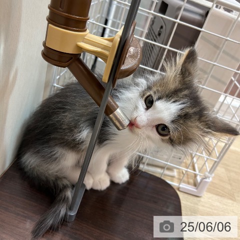 ノルウェージャンフォレストキャットの写真