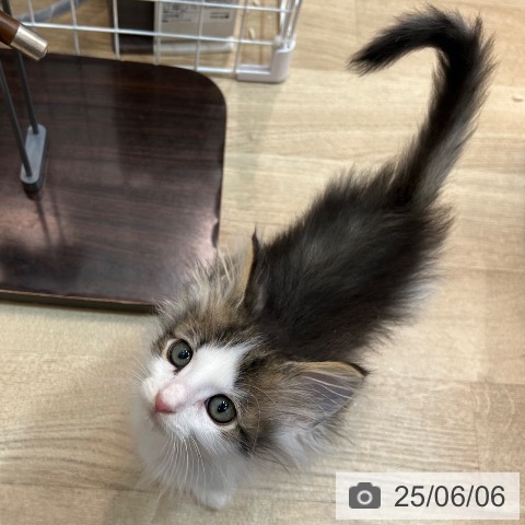 ノルウェージャンフォレストキャットの写真