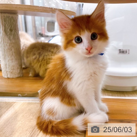 ノルウェージャンフォレストキャットの写真
