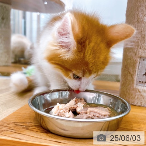 ノルウェージャンフォレストキャットの写真