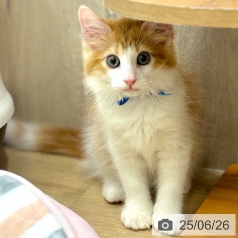 ノルウェージャンフォレストキャットの写真