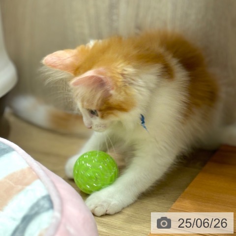 ノルウェージャンフォレストキャットの写真
