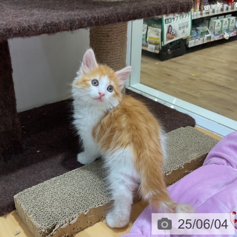 ノルウェージャンフォレストキャットの写真