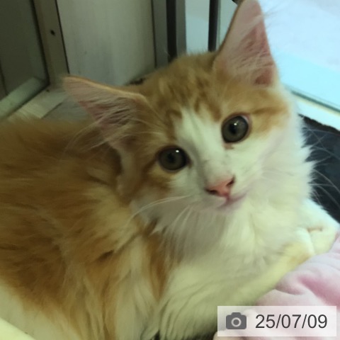 ノルウェージャンフォレストキャットの写真
