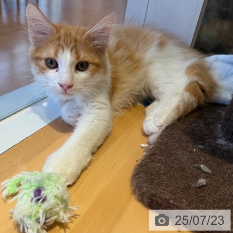 ノルウェージャンフォレストキャットの写真