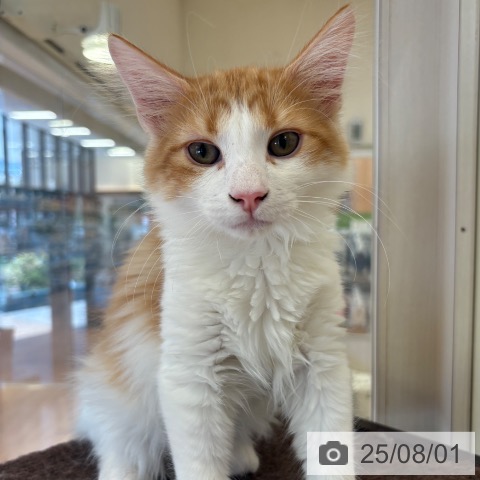 ノルウェージャンフォレストキャットの写真