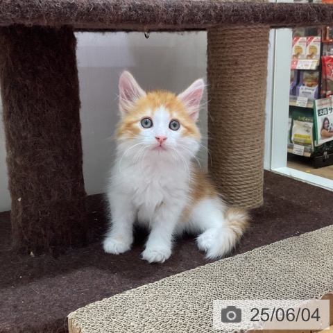 ノルウェージャンフォレストキャットの写真