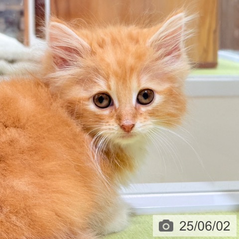 ノルウェージャンフォレストキャットの写真