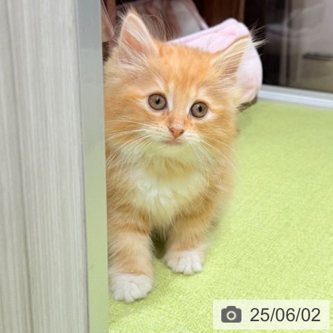 ノルウェージャンフォレストキャットの写真