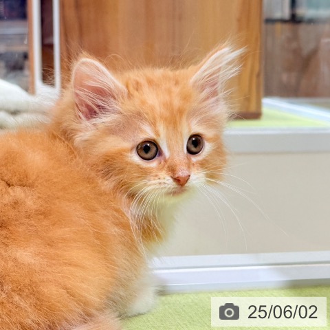 ノルウェージャンフォレストキャットの写真