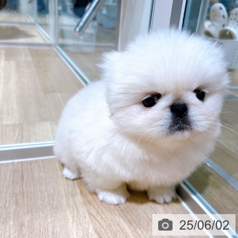 ペキニーズの写真