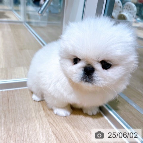 ペキニーズの写真