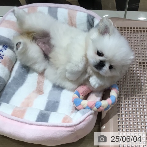 ペキニーズの写真