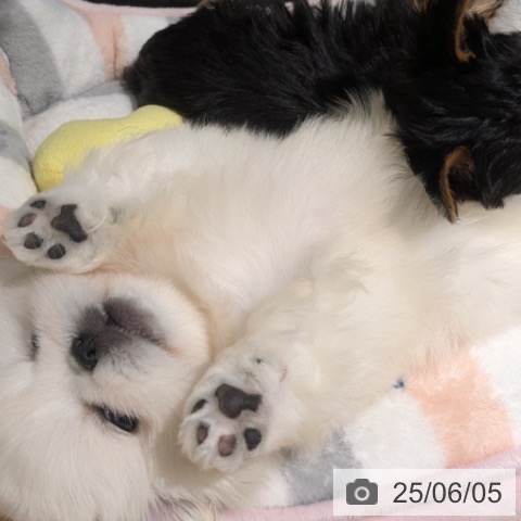 ペキニーズの写真