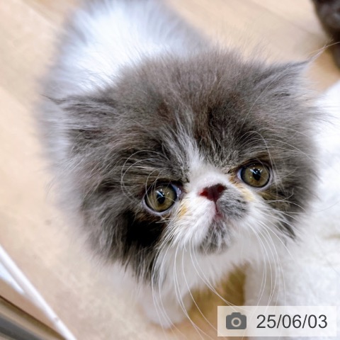 エキゾチック・ショートヘアの写真