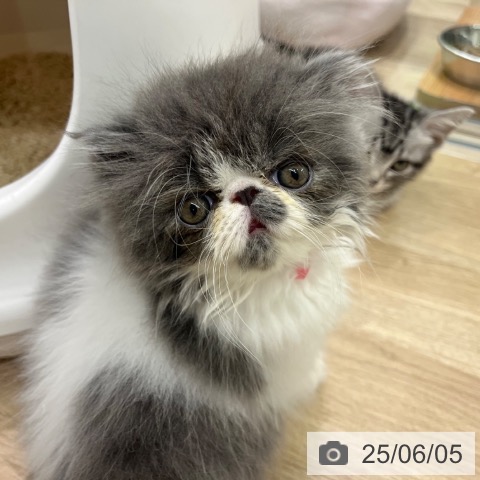 エキゾチック・ショートヘアの写真