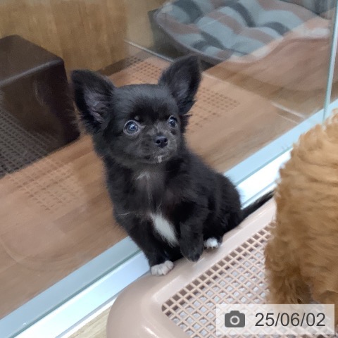 チワワの写真