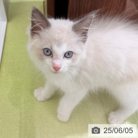 ラグドールの写真