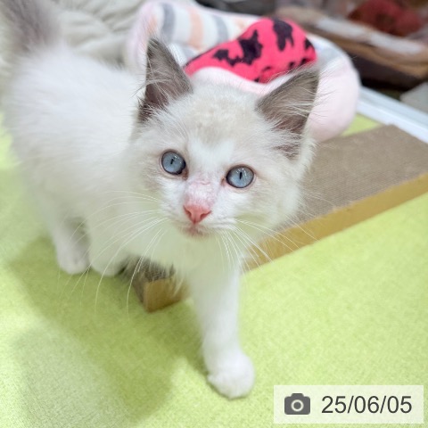ラグドールの写真