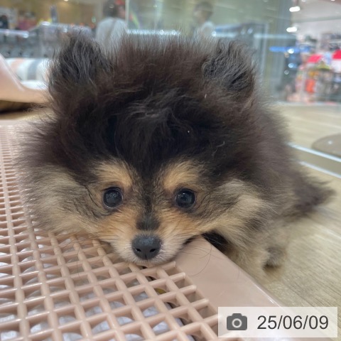 ポメラニアンの写真