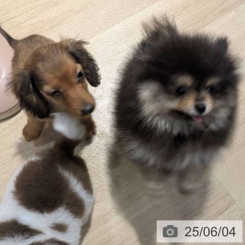 ポメラニアンの写真