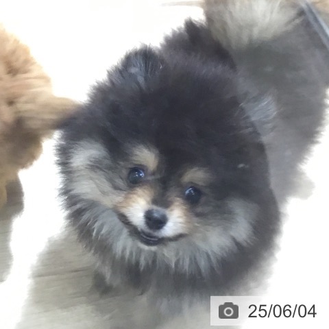 ポメラニアンの写真