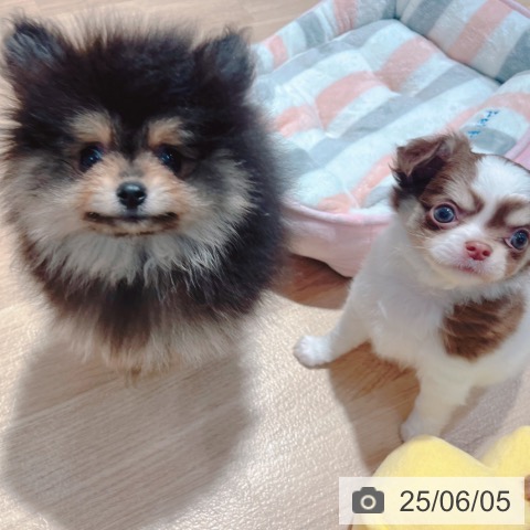 ポメラニアンの写真