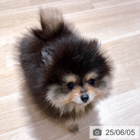 ポメラニアンの写真